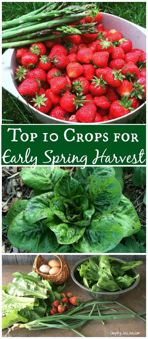 Top 10 Plants for Early Spring Harvest Spring Harvest, Dream Backyard Garden, Organic Gardening Pest Control, Spring Crops, Backyard Vegetable Gardens, Growing Veggies, Small Backyard Gardens, Vegetable Gardens, Winter Plants