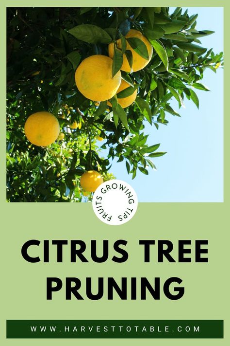 Growing Citrus, Citrus Tree, Pruning Fruit Trees, Citrus Plant, Tree Pruning, Citrus Trees, Growing Fruit, Fruit Garden, Growing Indoors