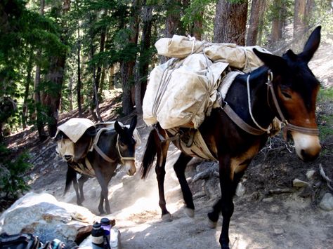 Pack Mules Picture Story Prompts, Horse Camping, Horse Nutrition, Rock Steps, Amish Farm, Rise And Run, Horse Trail, Building Stone, Outdoor Steps