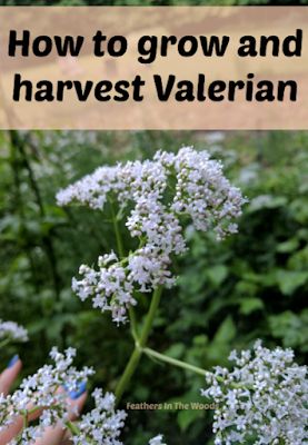 Medicine Garden, Bedtime Tea, Medicinal Herbs Garden, Diy Herb Garden, Valerian Root, Meteor Garden 2018, Tall Flowers, Indoor Herb Garden, Herbs Indoors