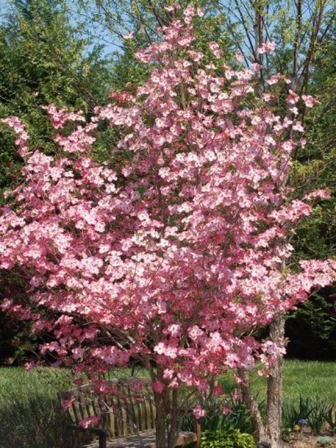 Inexpensive Landscaping, Cheap Landscaping Ideas, Leyland Cypress, Flowering Cherry Tree, Hgtv Garden, Landscape Plants, Zone 9, Shade Trees, Plant Pictures