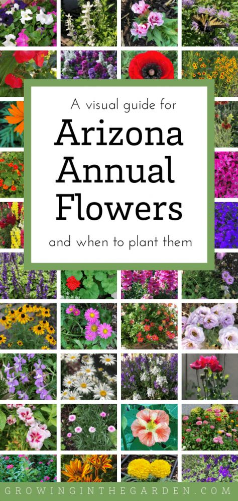 Arizona Annual Flowers: A Visual Guide for Low-Desert Flowers | Growing In The Garden Arizona Flower, Flower Planting Guide, Arizona Plants, Arizona Gardening, Growing Sunflowers, Grow Wildflowers, Planting Guide, When To Plant, Globe Amaranth