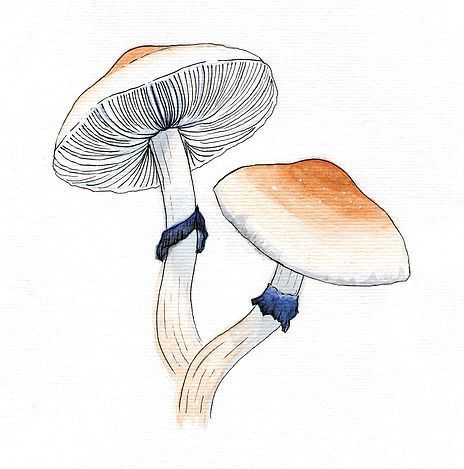 Vintage Insect Prints, Blue Poison Dart Frog, Mushroom Patterns, Mushroom Illustration, Poison Dart Frog, Mushroom Paint, Mushroom Tattoos, Mushroom Drawing, Mushroom Art