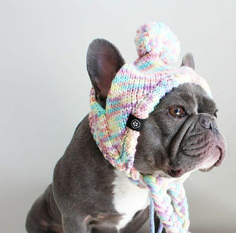 Dog Beanie Pattern, Spark Paws, Head Warmers, Dog Cooling Vest, Dog Onesies, Dog Hats, Dog Beanie, Pom Dog, Cozy Beanie