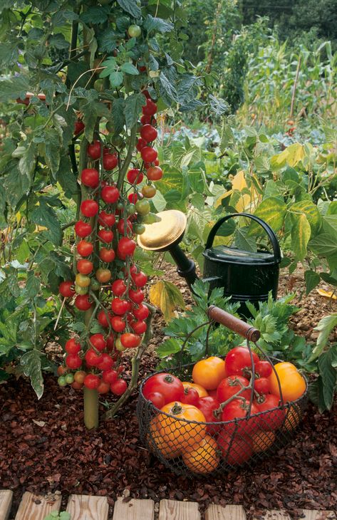 Tomato companion planting: grow the best crops with tomatoes | Country Tomato Companion Planting, Strawberry Companion Plants, Tomato Companion Plants, Herbs Image, Pruning Tomato Plants, Tomato Farming, Strawberry Garden, Plant Guide, Strawberry Plants