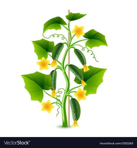 Rice Plant Drawing, Cucumber Drawings, Cucumber Plant Drawing, Cucumber Slice Illustration, Tanaman Png, Cucumber Gardening, Vegetable Packaging, Plant Cartoon, Tree Growth