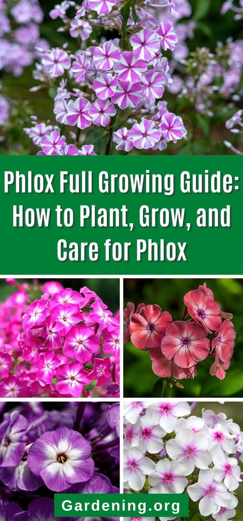 Phlox Plant, Phlox Flowers, Connecting With Nature, Modern Patio Design, Creeping Phlox, Outside Plants, Purple Garden, Flower Gardening, Home Landscaping