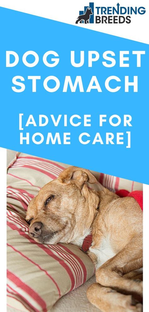 Upset Tummy Remedies, Dog Upset Stomach Remedies, Upset Stomach Food, Upset Stomach Remedy, Stomach Ache Remedy, Dog Upset Stomach, Stomach Remedies, Meds For Dogs, Essential Oils Dogs