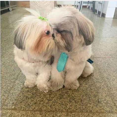 Puppy Haircut, Perro Shih Tzu, Shitzu Dogs, Shitzu Puppies, Designer Dogs, Really Cute Dogs, Cute Little Puppies, Maltese Puppy, Pretty Dogs