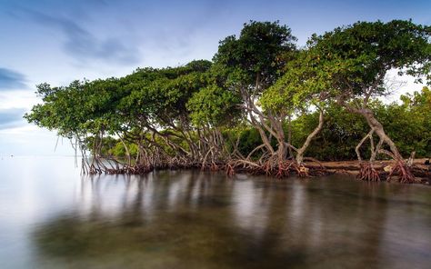 FREE Books Filipe Moura aka Sun Ku Audio Books in 42 Languages translated in 85 #SunKuWriter | http://www.Sun-Ku.com Nature Photo Wallpaper, Beach Kayak, Mangrove Swamp, Mangrove Forest, Forest Illustration, Porto Rico, Tainan, Widescreen Wallpaper, Forest Photography