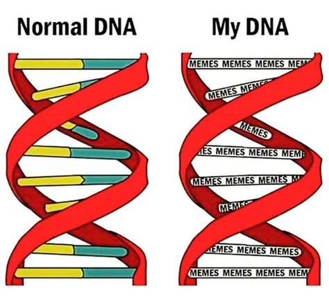 《 Pinterest: xVanillaValentinex 》 Science Humor Jokes, Dna Activities, High School Memes, Science Humour, Biology Jokes, Dna Facts, Biology Humor, Studying Memes, Chemistry Humor