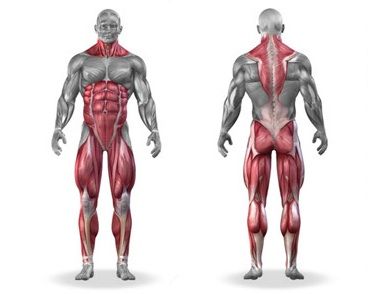 Which Muscles Does Deadlift Work? - EnkiVillage Deadlift Muscles Worked, Squats Muscles Worked, Dumbbell Leg Workout, Benefits Of Squats, Bodybuilding Memes, Gain Muscle Mass, Barbell Squat, Muscle Abdominal, Ultimate Workout