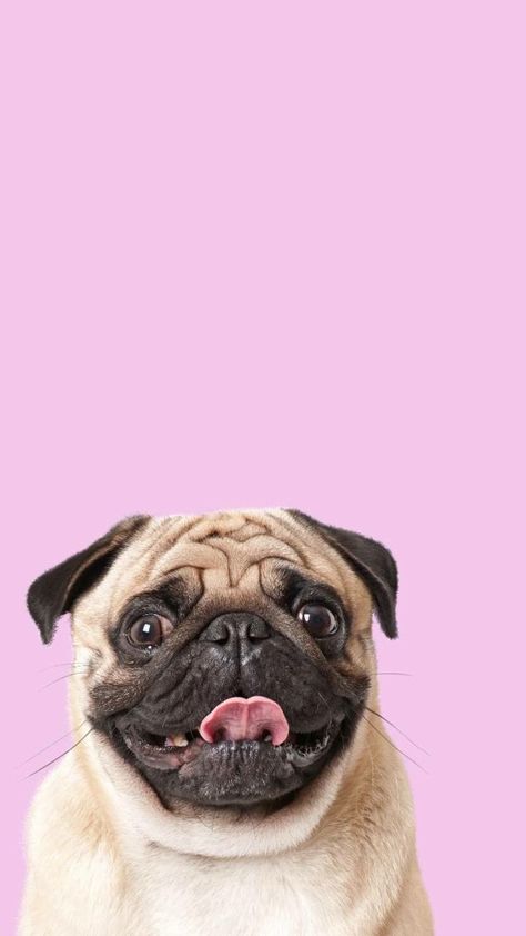 Pug Wallpaper, Easy Pets, Simple Iphone Wallpaper, Pug Life, Dog Photography, Sky Aesthetic, Pet Shop, Animals Beautiful, Pet Portraits