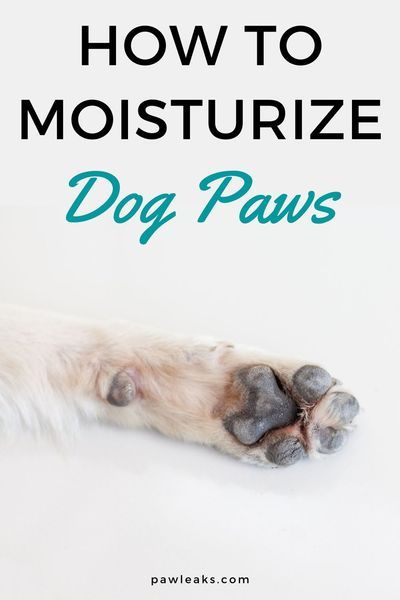 Dog Paw Remedies, Dog Paw Moisturizer, Dry Dog Paws, Dog Paw Wax, Dog Paw Care, Dog Paw Pads, Dogs Paws, Pet Remedies, Dog Skin Care