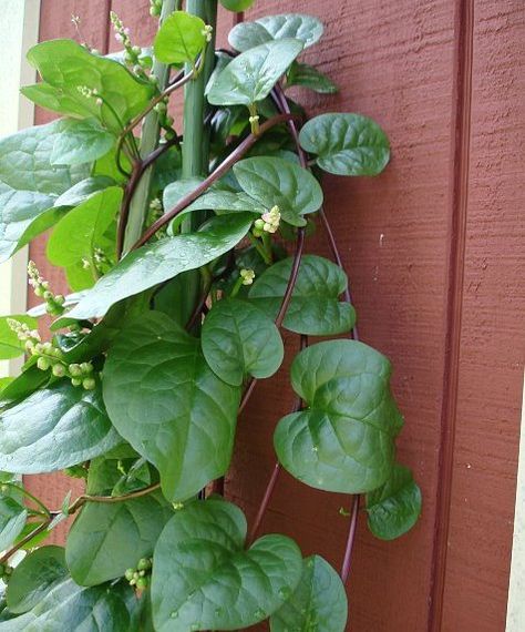 Red+Climbing+Malabar+Spinach+Alugbati+Basella+ruba+-+25+Seeds Weird Vegetables, Unusual Vegetables, Malabar Spinach, Vegetables Garden, Herbal Plants, Rare Seeds, Heirloom Vegetables, Unusual Flowers, Rare Flowers