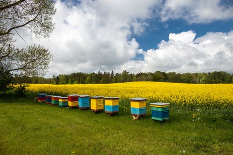 A simple yet surprisingly pretty solution is to paint hives in shades that complement the surrounding flora. Be sure to keep colors on the lighter side, as dark shades absorb sunlight and could cause dangerously hot internal temperatures. Painted Bee Hives, Sustainable Homestead, Mustard Plant, Bee Hotel, Growing Lavender, Packaging Template Design, Bee Boxes, Bee Hives, Bee Farm