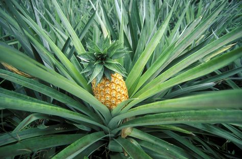 Grow your own pineapple - it's so easy! Pineapple Plant Care, Pineapple Growing, Eating Pineapple, Pineapple Plant, Growing Pineapple, Pineapple Planting, Pineapple Top, Pineapple Fruit, Fruit Photography