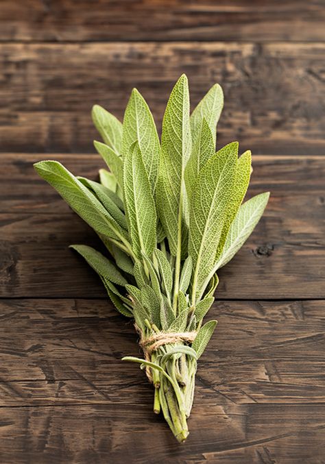 Soft, fuzzy sage leaves have a rich history and use culinary as well as medicinally. Sage has been used in Europe for centuries as a spice and a medicine. There are many different species of sage, perhaps as many as … Continue reading → Sage Spice, Baked Polenta, Mother Earth Living, Savory Dishes, Sage Leaves, Three Cheese, Corn On Cob, Italian Cooking, Aromatic Herbs