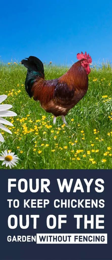 Four Ways to Keep Chickens Out Huge Chicken, Training Chickens, Strawberry Beds, Chicken Poop, Raising Chicks, Dust Bath, Chicken Health, Chicken Eating, Keeping Chickens