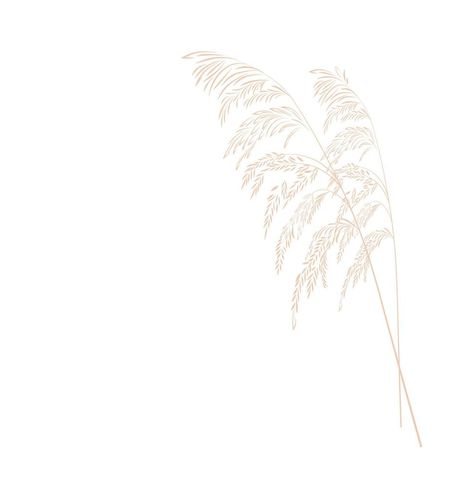 Pampas Drawing, Pampas Grass Line Art, Pampas Grass Watercolor, Pampas Grass Tattoo, Pampas Illustration, Pampas Grass Drawing, Pampas Grass Illustration, Grass Drawing, Grass Vector