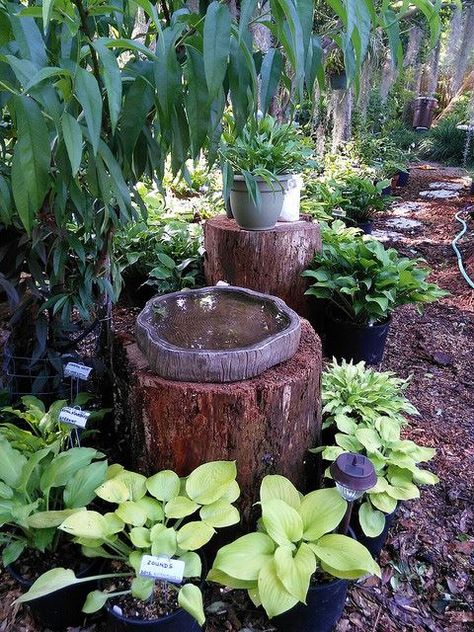 Rustic Bird Baths, Birdbath Ideas, Bird Baths Homemade, Bird Bath Ideas, Bird Bath Bowl, Bath Garden, Diy Bird Bath, Upcycle Garden, Bird Bath Garden