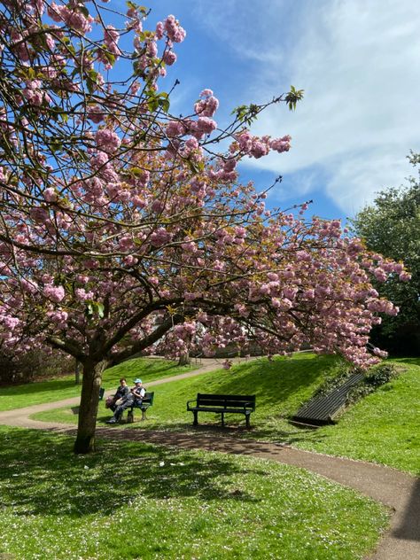 Flower Trees, Future Artist, Nature Photography Trees, Walkable City, Circle Canvas, Blossom Season, Spring Inspo, Spring Park, Spring Girl