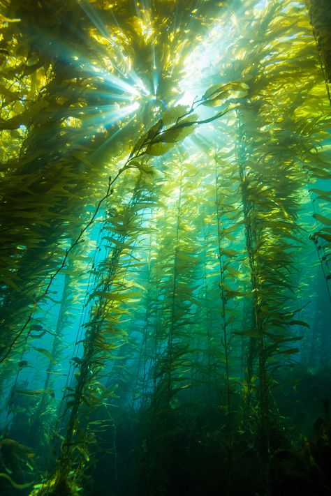 Clear winter water and healthy kelp forests make for a great combination at Anacapa Island. Seaweed Forest, Underwater Forest, Channel Islands National Park, Kelp Forest, Clear Winter, To Infinity And Beyond, Underwater Photography, Underwater World, Ocean Life