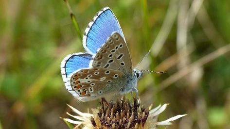 Adonis blue butterfly Adonis Butterfly, Adonis Blue Butterfly, Dragons Asoiaf, Pretty Bugs, Stroud Gloucestershire, Butterfly Photo, 2023 Art, Butterfly Photos, Greeting Card Ideas