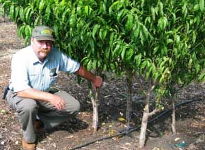 High Density Planting, planting 4 trees in one hole. Tropica Mango Rare and Exotic Tropical Fruit Tree Nursery Small Orchard, Tree Orchard, Trees Backyard, Fruit Trees Backyard, Backyard Orchard, Fruit Orchard, Pruning Fruit Trees, Orchard Tree, Nut Trees