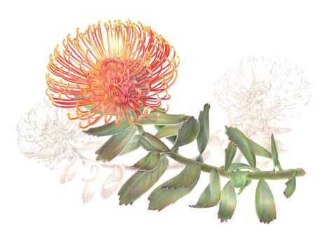 colored pencil artwork | BAGSC News Pincushion Protea Illustration, Pincushion Protea Drawing, Protea Drawing, Leucospermum Cordifolium, Billy Showell, Pincushion Protea, Paintings Illustration, Protea Art, Pencil Artwork