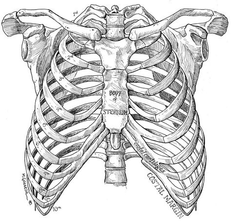 Rib Cage Drawing, Rib Cage Anatomy, Human Ribs, See Tattoo, Anatomy Bones, Art Du Croquis, Rib Bones, Skeleton Drawings, Human Figure Drawing