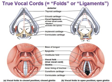 true vocal cords, vocal ligaments, vestibular fold, false vocal fold, glottis, closed position, open position Airway Anatomy, Vocal Technique, Voice Therapy, Speech And Hearing, Vocal Cords, Learn Singing, Singing Techniques, Voice Lessons, Vocal Lessons