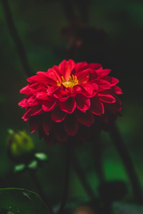 Dahlia pinnata Red Dahlia Flower, Dahlia Pinnata, Red Dahlia, Dahlia Flower, Dahlia, Art Inspo, Tattoo Ideas, Plants, Flowers