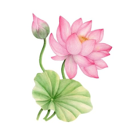 Lotus Fabric, Lotus Flower Painting, Watercolor Lotus, Poster Color Painting, Lotus Flower Art, Lotus Painting, Fabric Painting On Clothes, Lotus Art, Art Painting Gallery