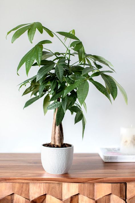 Tips for Growing Guiana Chestnut (Money Tree) Indoors Money Tree Plant, Pachira Aquatica, Cat Safe Plants, Indoor Trees, Indoor Plant Care, Money Tree, Fast Growing Plants, Jade Plants, Plant Aesthetic