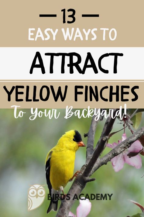 Finch Feeders Diy, Attract Birds To Feeder, Diy Finch Feeder, Attracting Birds To Your Yard, Oriole Bird Feeders Diy, Bird Area In Backyard, Bird Sanctuary Ideas Backyards, Yellow Finch Bird, Wild Birds Backyards