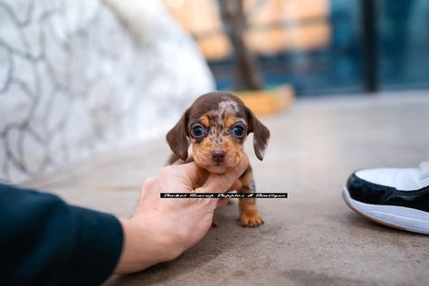 Dachshund Puppies For Sale | Seattle, WA Teacup Dachshund, Yorkshire Puppies, Puppies Dachshund, Dapple Dachshund Puppy, Dog Poo Bags, Dachshund Breed, Doxie Puppies, Baby Dachshund, Mini Puppies