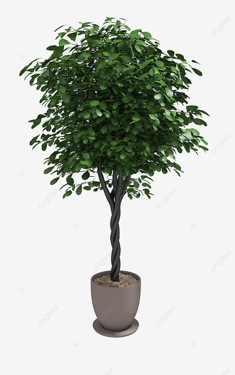 Simple Home Decoration, European Style Homes, Tree Png, Indoor Flowers, Decorative Pots, Landscape Trees, Green Trees, Decoration Home, Tree Decoration