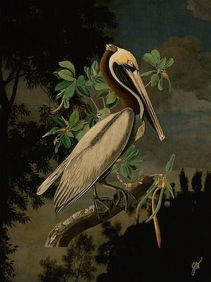 Midnight in the Bayou George Romney, Audubon Prints, Pelican Art, Pelican Bird, Brown Pelican, Audubon Birds, James Audubon, Birds Of America, Bird Book