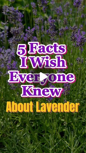 Aleksandra Wiwer Herbs | Natural medicine | Foraging | Health on Instagram: "5 Essential Facts About Lavender You Need to Know! 🪻

Have you ever wondered why lavender is a favorite in wellness circles? This aromatic herb is more than just a pretty plant. True lavender (Lavandula angustifolia) offers profound relaxation, while its hybrid cousin, Lavandin (Lavandula x intermedia), can give you an invigorating boost of energy. 🔋

Don’t be fooled by mass-produced products—many contain synthetic substitutes that lack the natural benefits. For the real deal, source your lavender from local farms to ensure purity and potency.👩‍🌾

Breathing in pure lavender oil can melt away anxiety, lower stress levels, and help you sleep like a baby. It’s a simple, natural way to enhance your well-being with Lavender Medicinal Uses, Health Benefits Of Lavender, Lavender Health Benefits, Facts About Lavender, Phenomenal Lavender, Benefits Of Lavender, Lavender For Sleep, Pretty Plant, Lavender Benefits