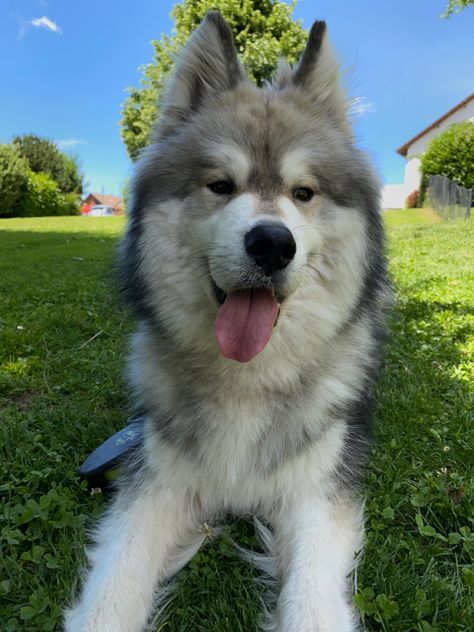 My lovely dog, crossed between a husky and a samoyed. Fluffy and so funny Husky Cross, A Husky, So Funny, Cute Pictures, Husky, Cute Animals, Dogs, Funny, Animals