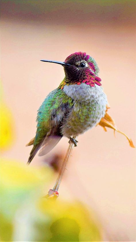 Sugar Water For Hummingbirds, Baby Hummingbirds, Hummingbird Photos, Hummingbird Nests, Hummingbird Pictures, Seni Dan Kraf, How To Attract Hummingbirds, Humming Bird Feeders, Bird Photography