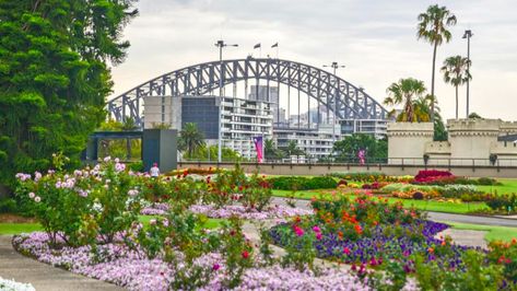 Sydney’s Royal Botanic Gardens a right royal display | The West Australian Sydney Royal Botanic Gardens, Sydney Attractions, Royal Botanic Gardens Sydney, Sydney Skyline, Royal Botanic Gardens, Sydney Restaurants, Tourist Sites, Royal Garden, Botanic Gardens