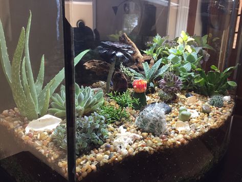 We converted our fish aquarium into a succulent and cactus garden Succulent Aquarium Garden, Succulent Terrarium Fish Tank, Aquarium Fairy Garden, Repurposed Aquarium, Cactus Aquarium, Succulent And Cactus Garden, Potting Ideas, Bioactive Vivarium, Fish Tank Garden