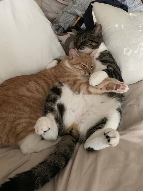 Cats Being Romantic, Cat Couples Love, Cats As Couples, Cats That Are In Love, Love In Animals, Cat Couples Cute, 2 Cute Cats Together, 2 Cats Cuddling, Cats Loving Each Other