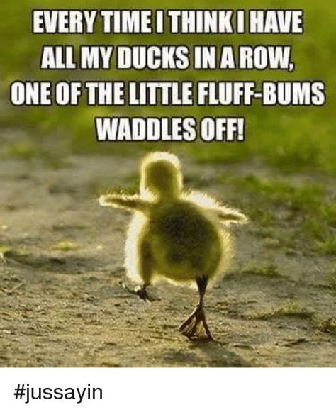 35 Duck Memes That Will Make You Quack All Day - I Can Has Cheezburger? Duck Quotes, Duck Memes, Ducks In A Row, Funny Duck, Rubber Ducks, Little Duck, Cute Animal Pictures, Fun Comics, Funny Animal Pictures