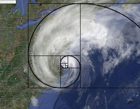 7 Beautiful Examples Of The Fibonacci Sequence In Nature Golden Ratio In Nature, Fibonacci In Nature, Fibonacci Sequence In Nature, Leonardo Fibonacci, Maths In Nature, Fractals In Nature, Fibonacci Golden Ratio, Spirals In Nature, The Golden Mean