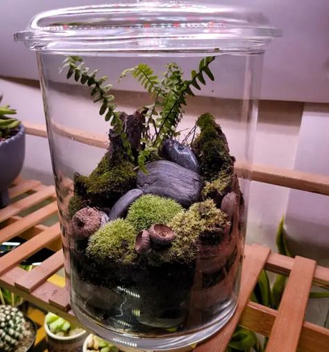 How to Make a Closed Terrarium – Ultimate DIY Guide How To Make An Enclosed Terrarium, Making A Terrarium, Closed Terrarium, Mini Terrarium, Terrarium