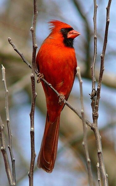 Cardinal , North Carolina state bird Burung Kakatua, Cardinal Pictures, Haliaeetus Leucocephalus, Cardinals Birds, Bird Cardinal, Red Cardinals, Bird Sitting, Northern Cardinal, State Birds