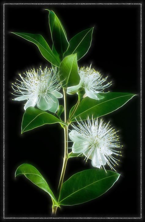 ˚Myrtle Myrtle Tattoo, Myrtle Flower Bouquet, Myrtle Flower Aesthetic, Myrtle Greenery, Myrtus Communis, Myrtle Flower, Flower Identification, No Ads, Moon Garden